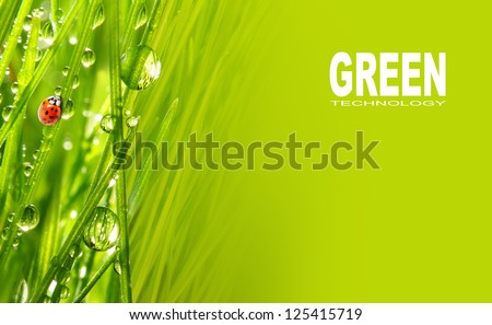 Fresh grass and little ladybug, natural background. Picture with space for your text.