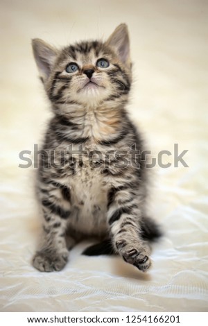 small striped kitten on a light background