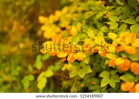 Branches with colorful leaves in an autumnal forest.