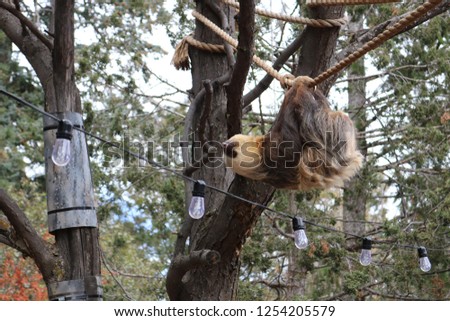 Individual sloth hanging from a rope, Cheyenne Mountain Zoo, Colorado Springs, CO