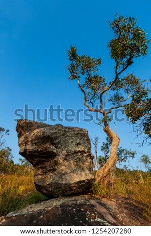 Tree and rock in vertical / portrait with warm tone sunlight . Winter blue sky background . Colorful picture with copy space .Phu ruea national park. Loei , Thailand