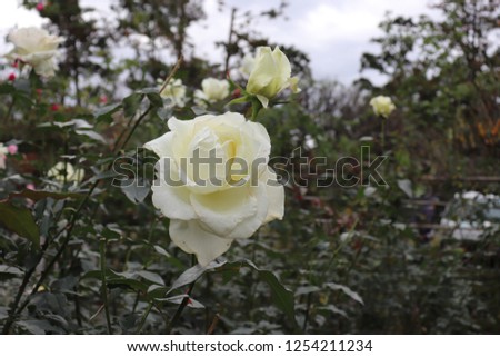 A white rose from USA