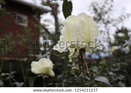 A white rose from USA