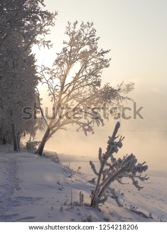 Foggy frozen Siberian winter forest with frost on tree branches 