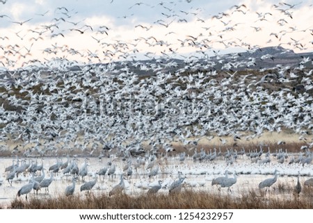 Intentional blur using slow shutter speed for large flock of snow geese blasting off from lake