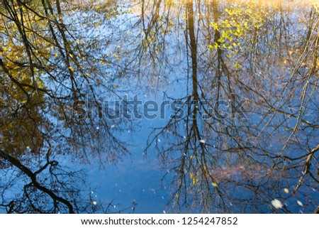 Reflex of trees on the water surface. Autumn.