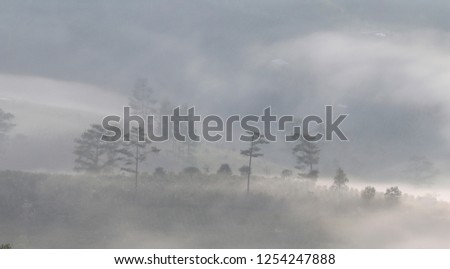 Pine forest valley in mistty morning