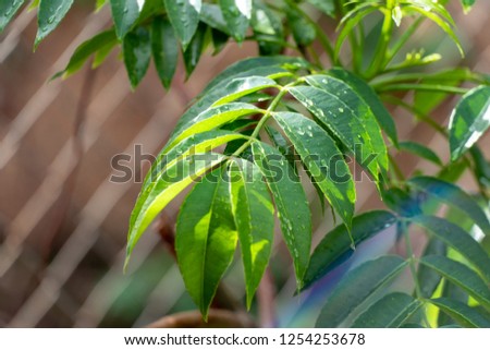 leafs of ambarella fruits (Spondias dulcis), known as June Plum "caja-manga" in Brazil.