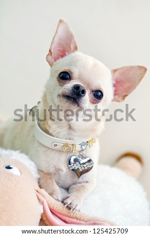 picture of cute and curious chihuahua .