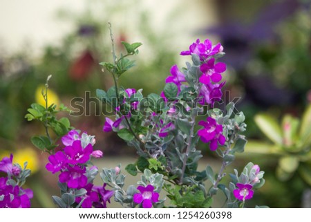 Texas Purple Sage Flower with green leaves background 