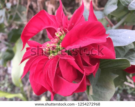 


Christmas flower.Kathmandu Dec 10/2018.