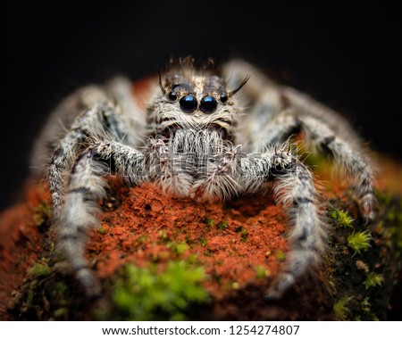 A White Jumping Spider