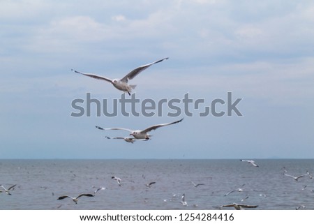 Seagulls fly in the sky above the sea.