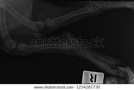 x ray dog both normal leg.side view 