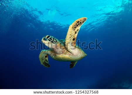 Amazing underwater world - Green turtle - Chelonia mydas. Apo Island, Philippines.