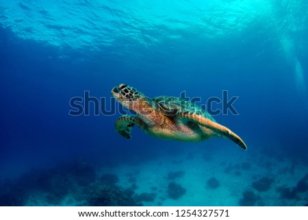 Amazing underwater world - Green turtle - Chelonia mydas. Apo Island, Philippines.
