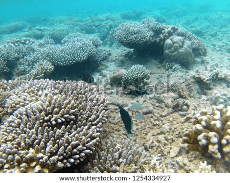 Corals with tropical fish (Mayotte)