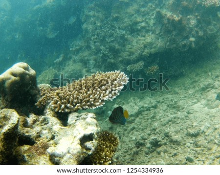 Corals with tropical fish (Mayotte)