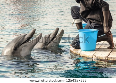 The fidding of young Bottlenose dolphin in red sea dolphinarium near the beach on shellow water