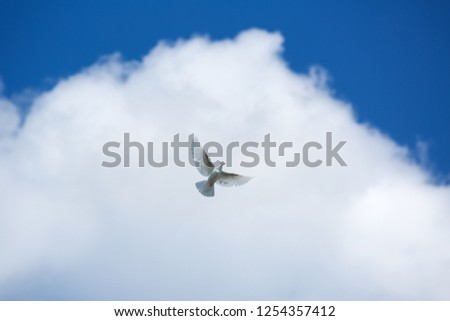 flying white dove with black tail in blue sky