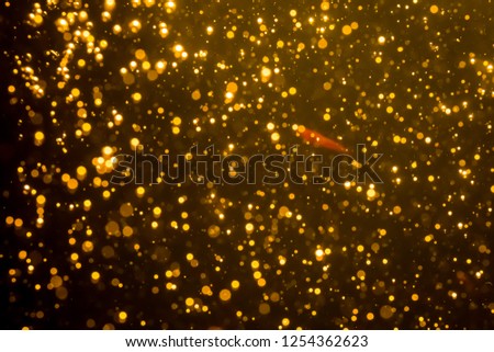 Golden blur glitter  lights abstract bokeh for Merry Christmas and New Year background