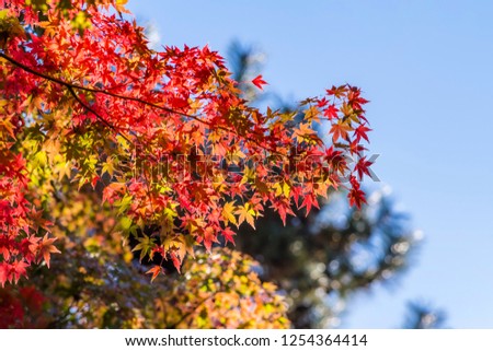 Maple leaves colored red.