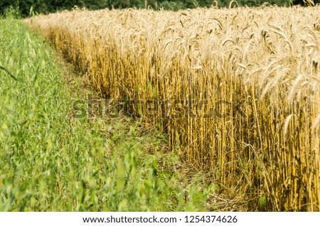 Golden field ready to reap