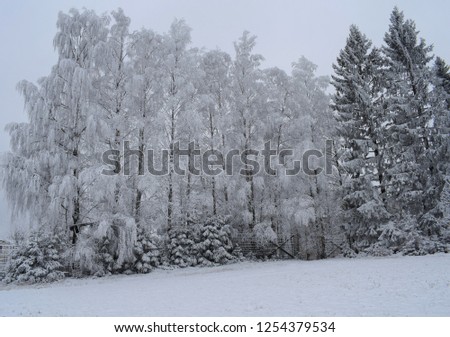 Bright and beautiful snowy and icy forest environment entrance - winter season - Kongsvinger, Norway
