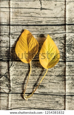 The leaves turn yellow in autumn