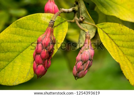 Seed pods of Magnolia sieboldii in combination with leaves