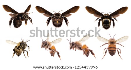 picture of bees on white background, bee on backs flying and other details, macro photography of insects