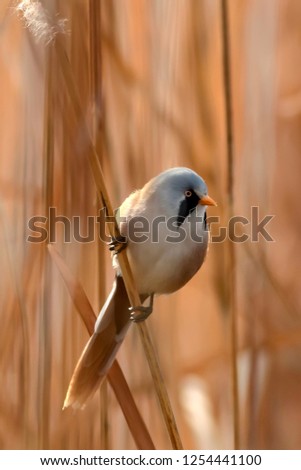 Cute little bird. Lake habitat background.  Bird: Bearded Reedling. Panurus biarmicus.