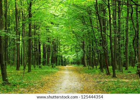 beautiful green forest in summer Royalty-Free Stock Photo #125444354