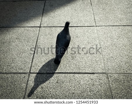 Pigeon look like a bowling pin.  