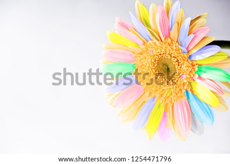 Flower gerbera with pastel multicolor petals on a light gradient. Background horizontal for contain your eventual content or text. Flower isolated. Image clean and in high resolution for multi purpose