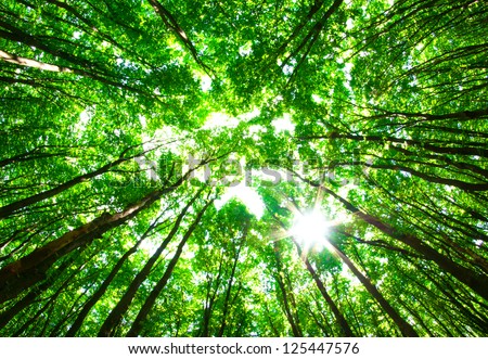 green forest Royalty-Free Stock Photo #125447576