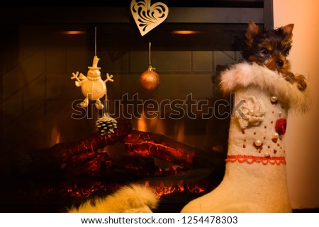 Christmas picture. Dog by the burning fireplace. Puppy of the Yorkshire Terrier sits in a warm felt boot.