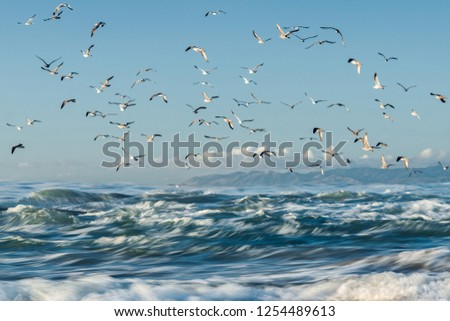Beautiful blue sea and flock of birds, windy day on a Californian beach, Guadalupe Dunes National Wildlife Reserve
