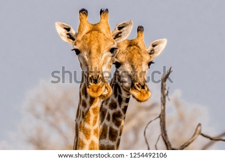 Portrait of two giraffes with their heads together in the African bush.
