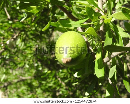 Beautiful green Argan fruit (nut) on a branch of an Argan tree (Argania spinosa). Photo was taken near Agadir, Morocco.