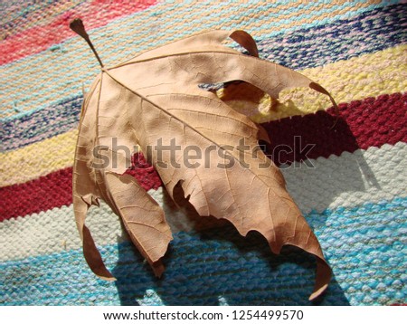 The leaves of the oak tree