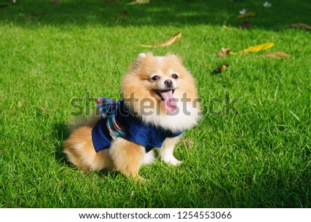 Cute Pomeranian dog in uniform Thai farmer sitting on green grass in the garden