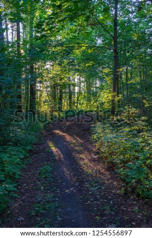 tourist hiking trail track in green summer forest with dark ground and green foliage under sunlight and harsh shadows