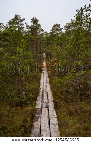 wooden plank boardwalk in swamp area in autumn in perspective. forest nautre trails for tourists and education in Latvia