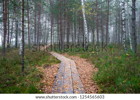 wooden plank boardwalk in swamp area in autumn in perspective. forest nautre trails for tourists and education in Latvia. long exposure