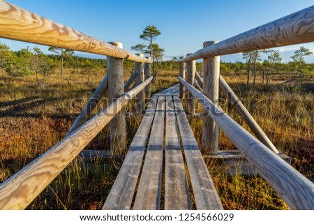 wooden plank boardwalk in swamp area in autumn in perspective. forest nautre trails for tourists and education in Latvia