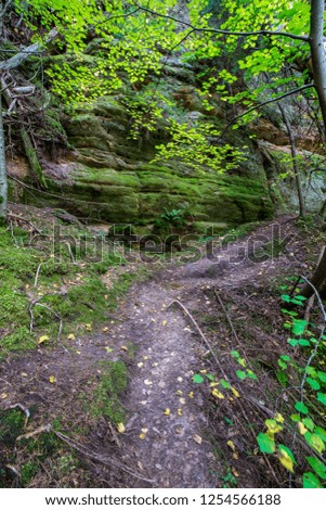 tourist hiking trail track in green summer forest with dark ground and green foliage under sunlight and harsh shadows. long exposure