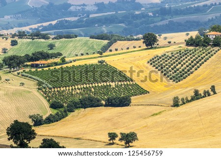 Marches (Italy) - Panoramic view near Arcevia at summer