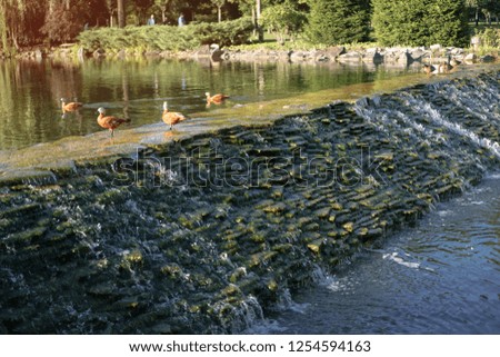 Ducks in the river over. Wildlife and hunting. Birds in the reserve. Stock photos