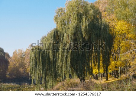 Beautiful autumn landscape in a beautiful park. Seasonal background for your design. Stock photo